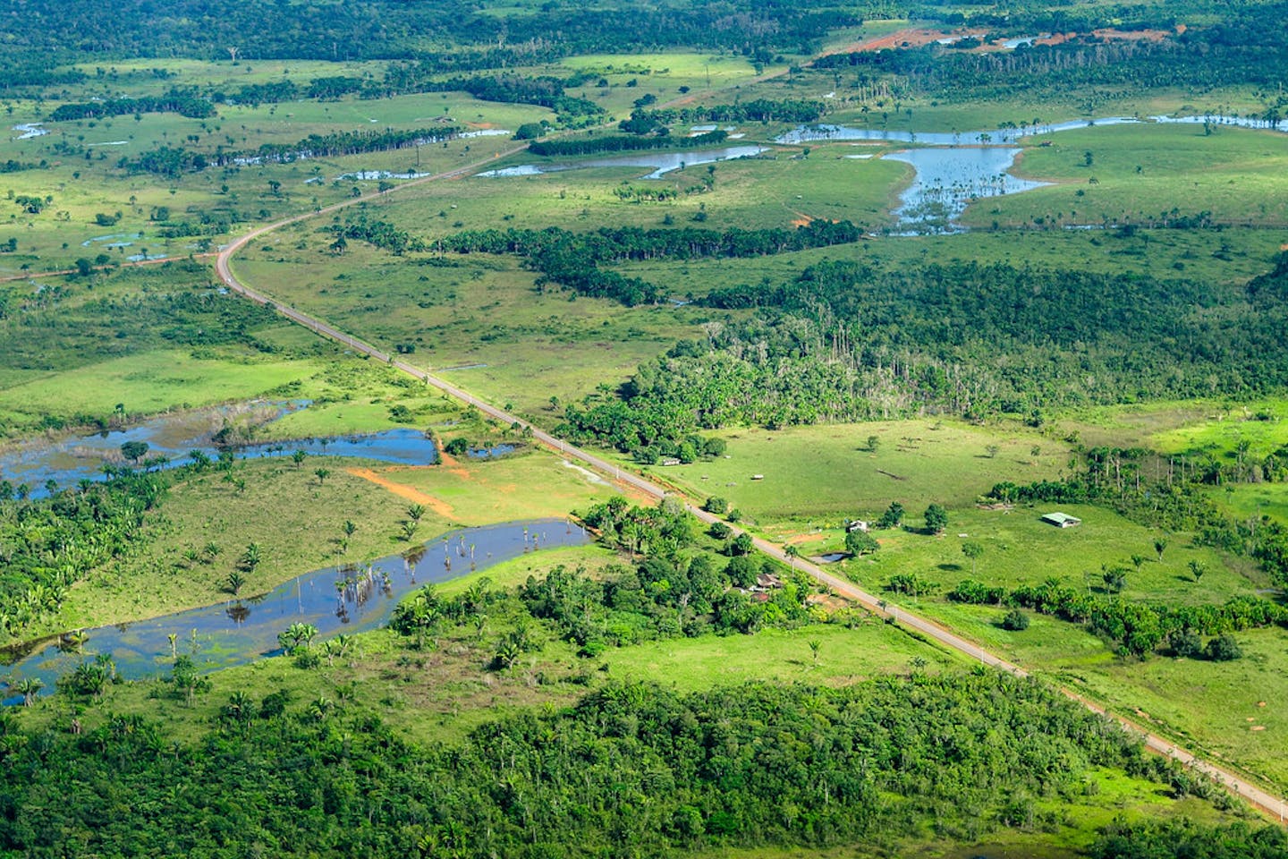 Amazon rainforest near Manaus