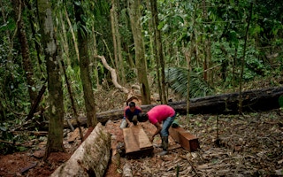 Timber_Logging_Ecuador