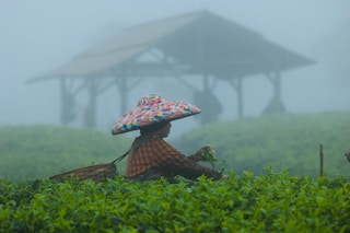 Tea_Picker_Farm_Indonesia