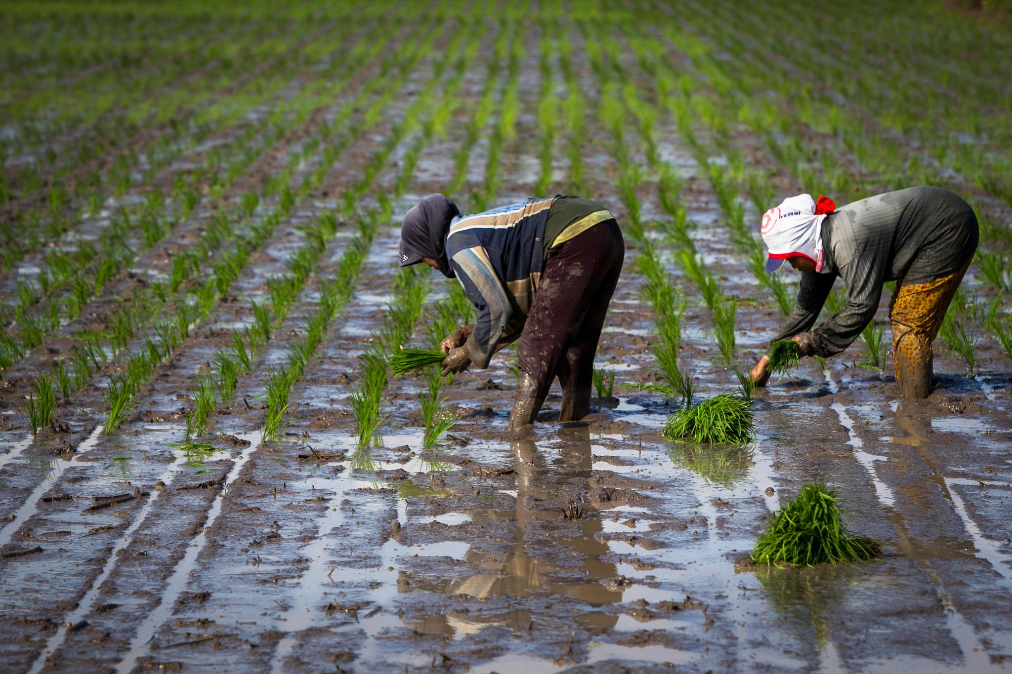 Farmers planting rice Indonesia2