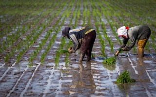 farmers planting rice indonesia