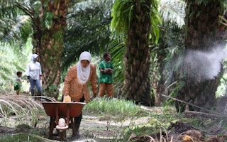 Workers fertilising on an oil palm plantation in Papua, Indonesia