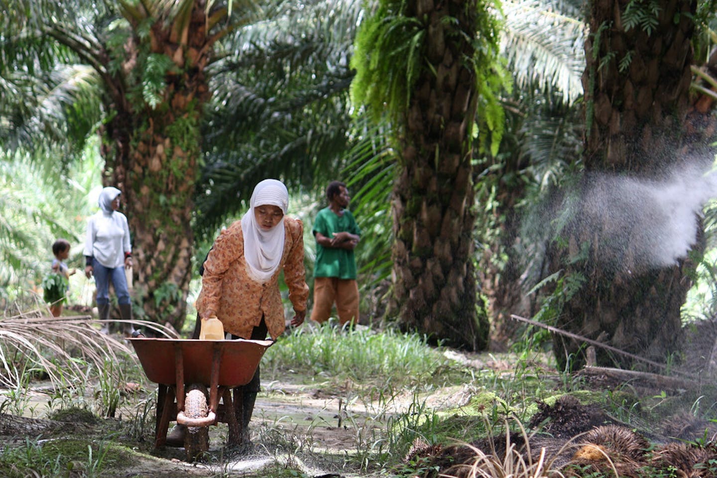 Workers fertilising on an oil palm plantation in Papua, Indonesia