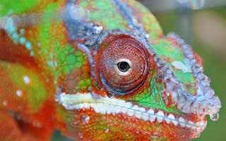 Chameleon_Biodiversity_Loss