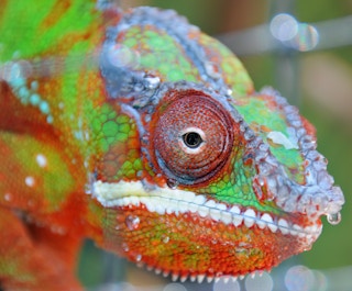 Chameleon_Biodiversity_Loss