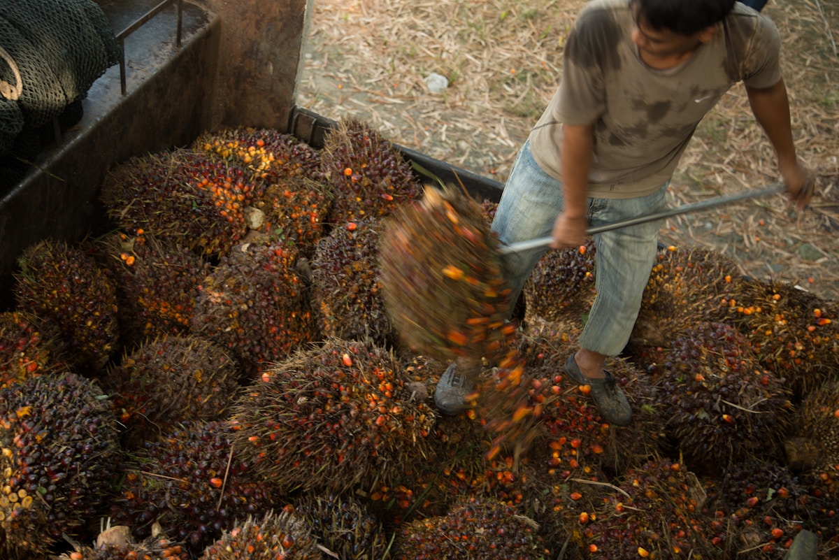 印度尼西亚、马来西亚在反对欧盟棕榈油限制的游说中呼吁“歧视”| International News 消息