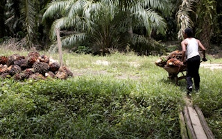 oil palm harvester in Kalimantan Barat, Indonesia