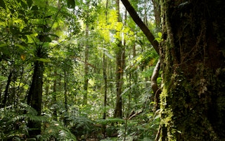 A view of the forest in Central Kalimantan
