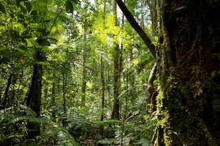 A view of the forest in Central Kalimantan