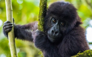 A young Grauer's Gorilla