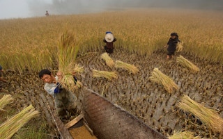 rice farmers china