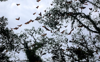 Scientists sceptical of new bat study linking climate change to Covid-19 emergence