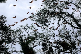 Scientists sceptical of new bat study linking climate change to Covid-19 emergence