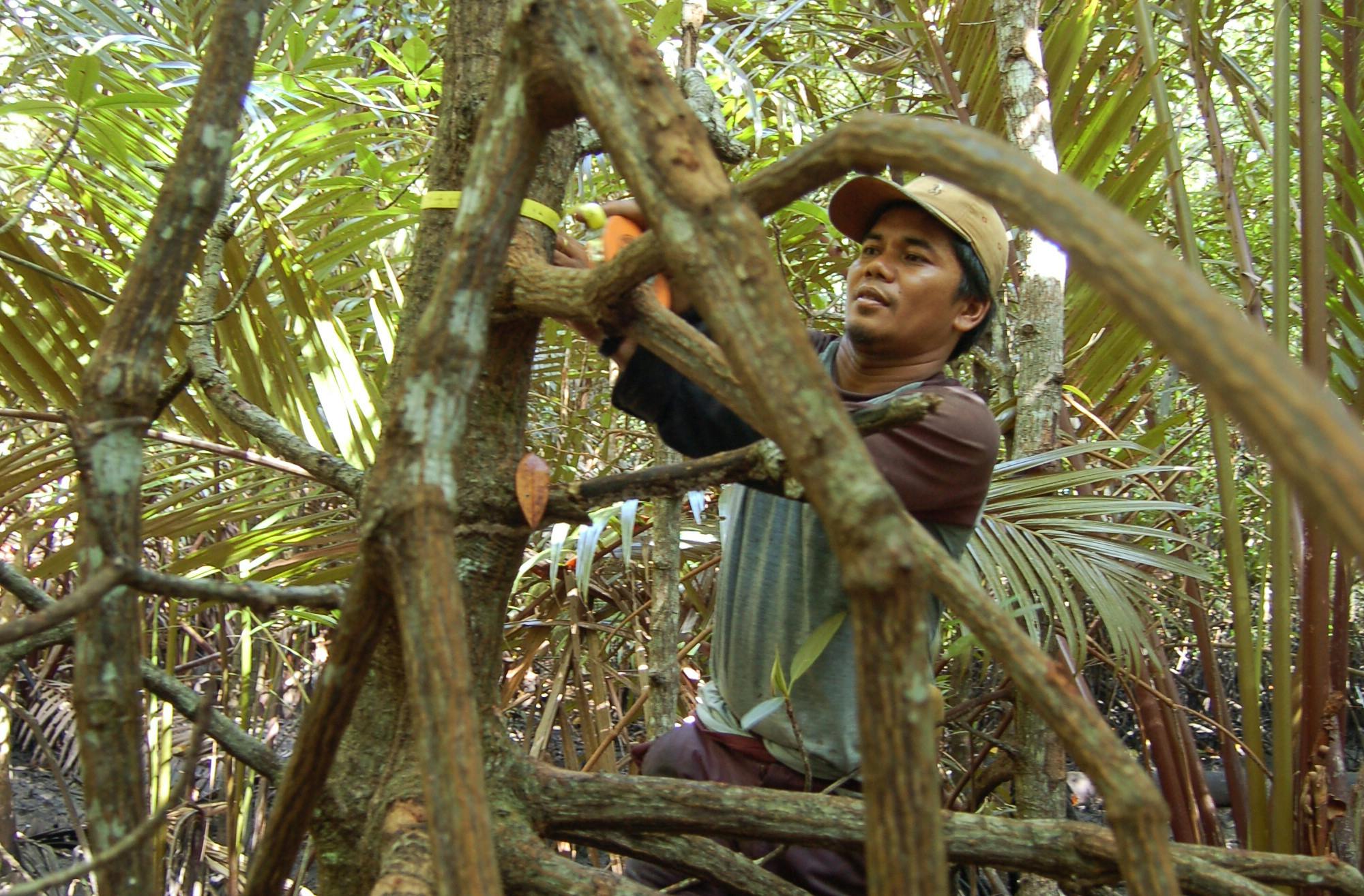 Peatlands_Fire_Indonesia