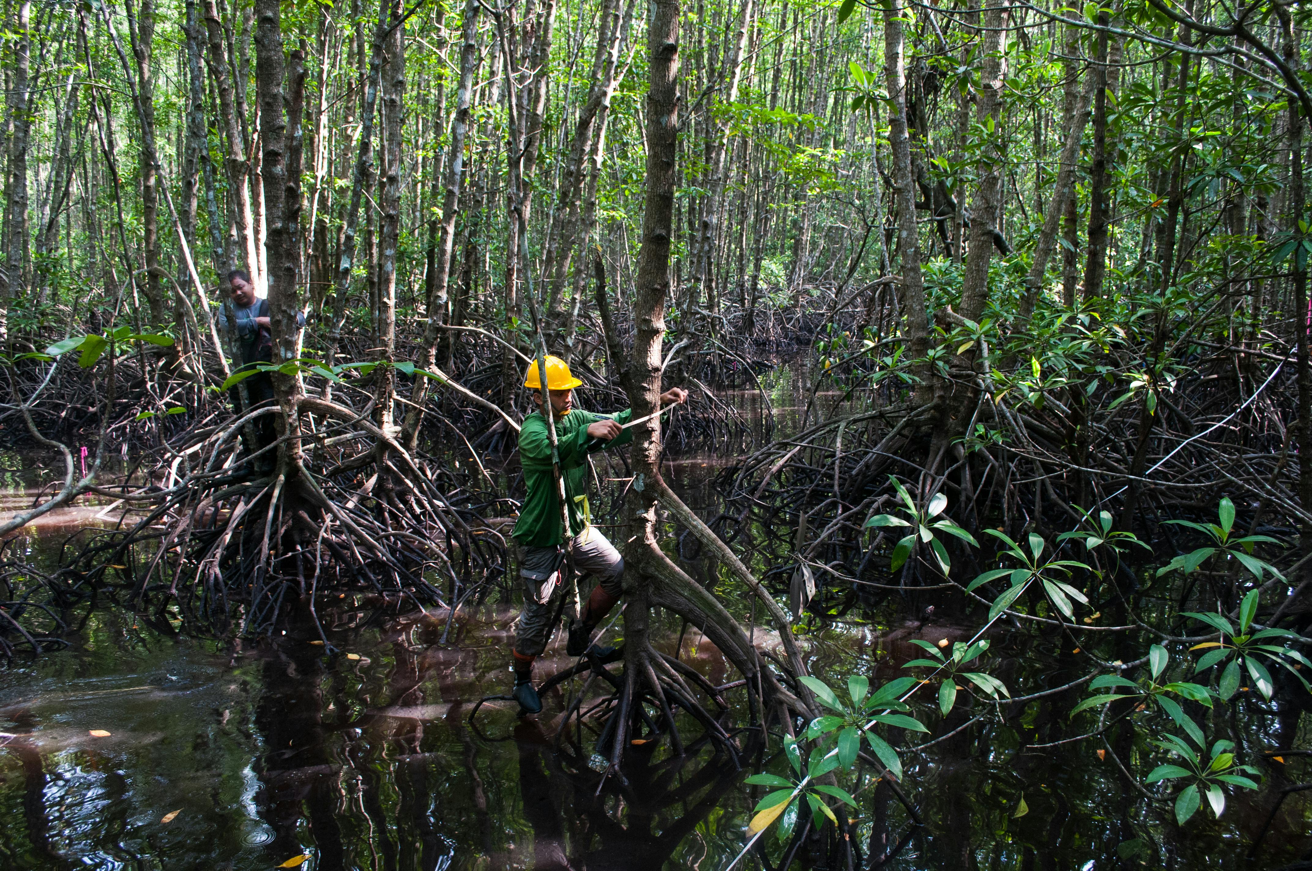 Mangrove Restoration Scales Up In Indonesia | News | Eco-Business ...