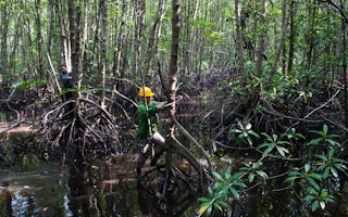 measuring mangroves indonesia