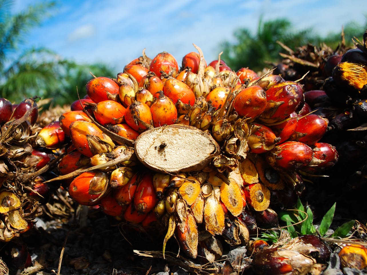 Mapping a more sustainable palm oil future in Indonesia - CIFOR