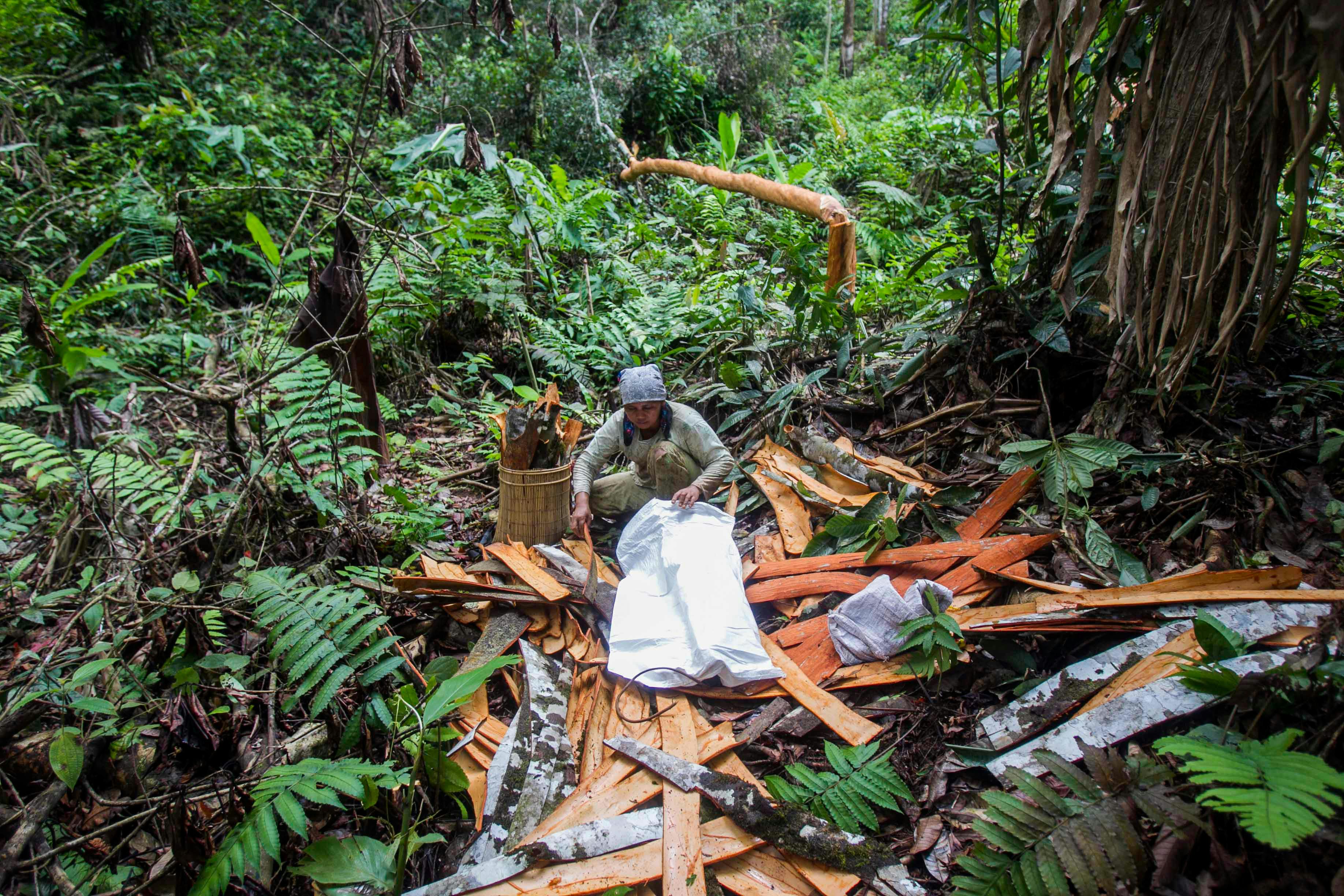 Agroforestry_Indonesia_Jambi