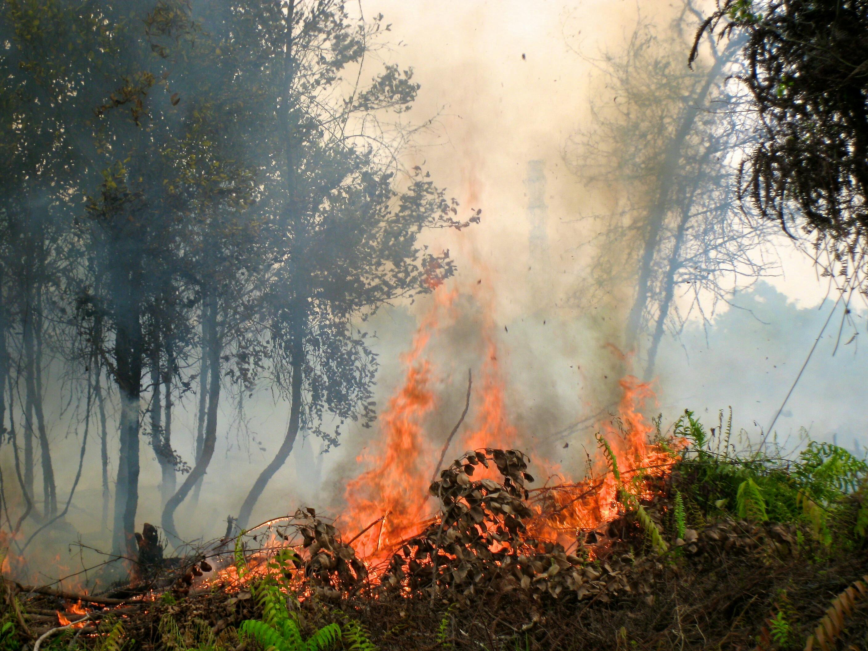 Forest_Fire_Indonesia