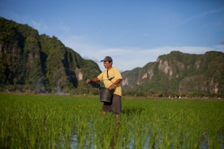 A farmer spreads fertiliser in Pangkep, South Sulawesi, Indonesia.