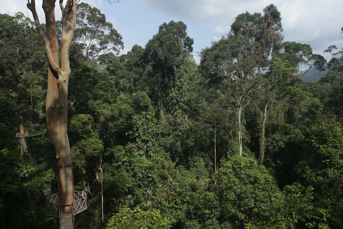 Monitoring Deforestation The Use And Misuse Of Satellite Technology Opinion Eco Business Asia Pacific Monitoring Deforestation The Use And Misuse Of Satellite Technology Opinion Eco Business Asia Pacific