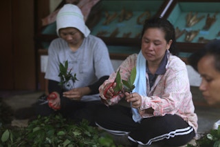 Women_Forest_Worker_Sabah