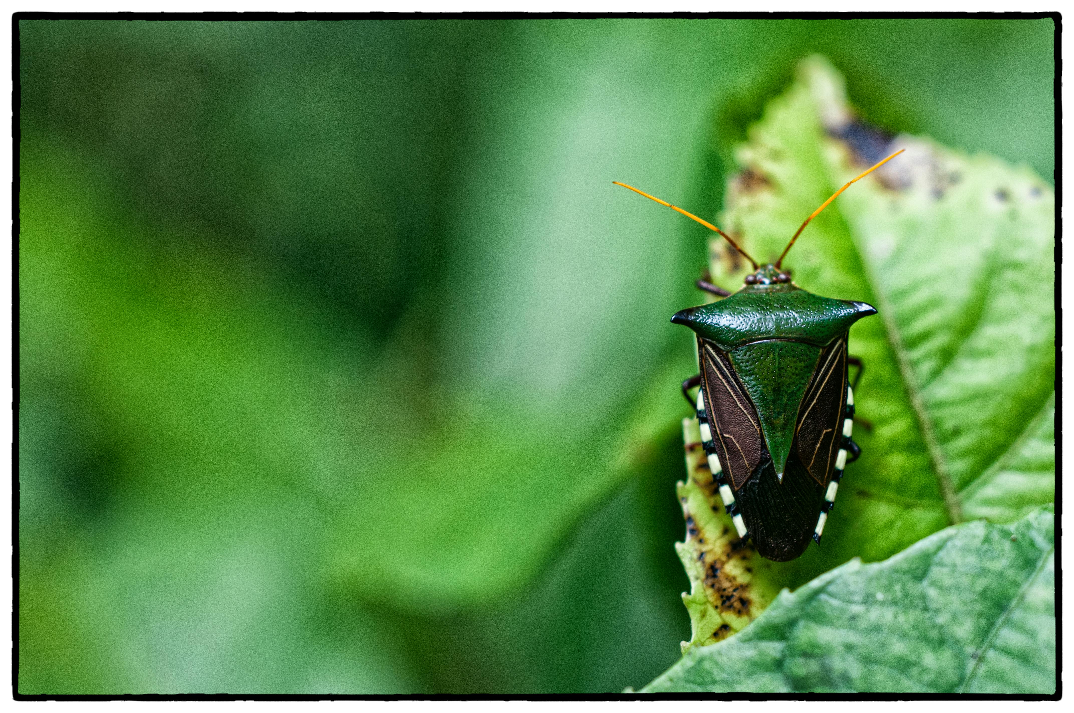 Biodiversity in the Unamat forest in Puerto Maldonado, Madre de Dios, Peru.