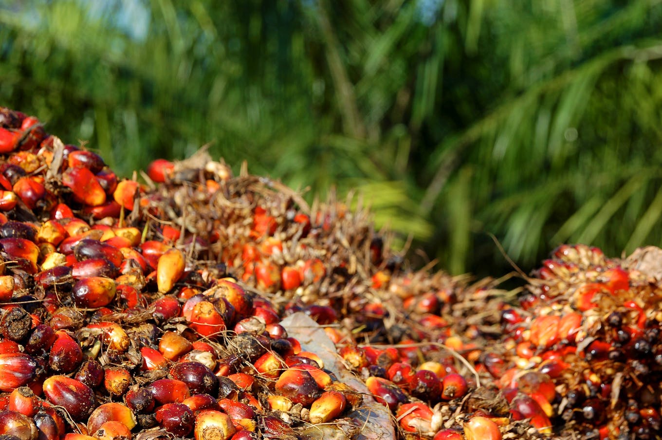 palm oil bunches fruit