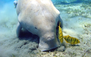 COP15_Dugong