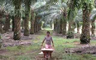 palm oil papua indonesia2