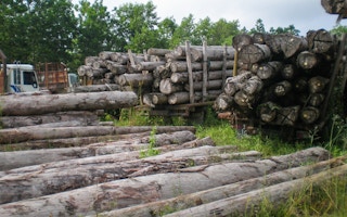 Illegal logs, to be used for pulp and paper Indonesia