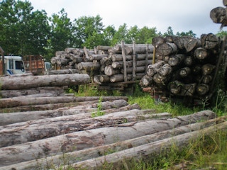 Illegal logs, to be used for pulp and paper Indonesia