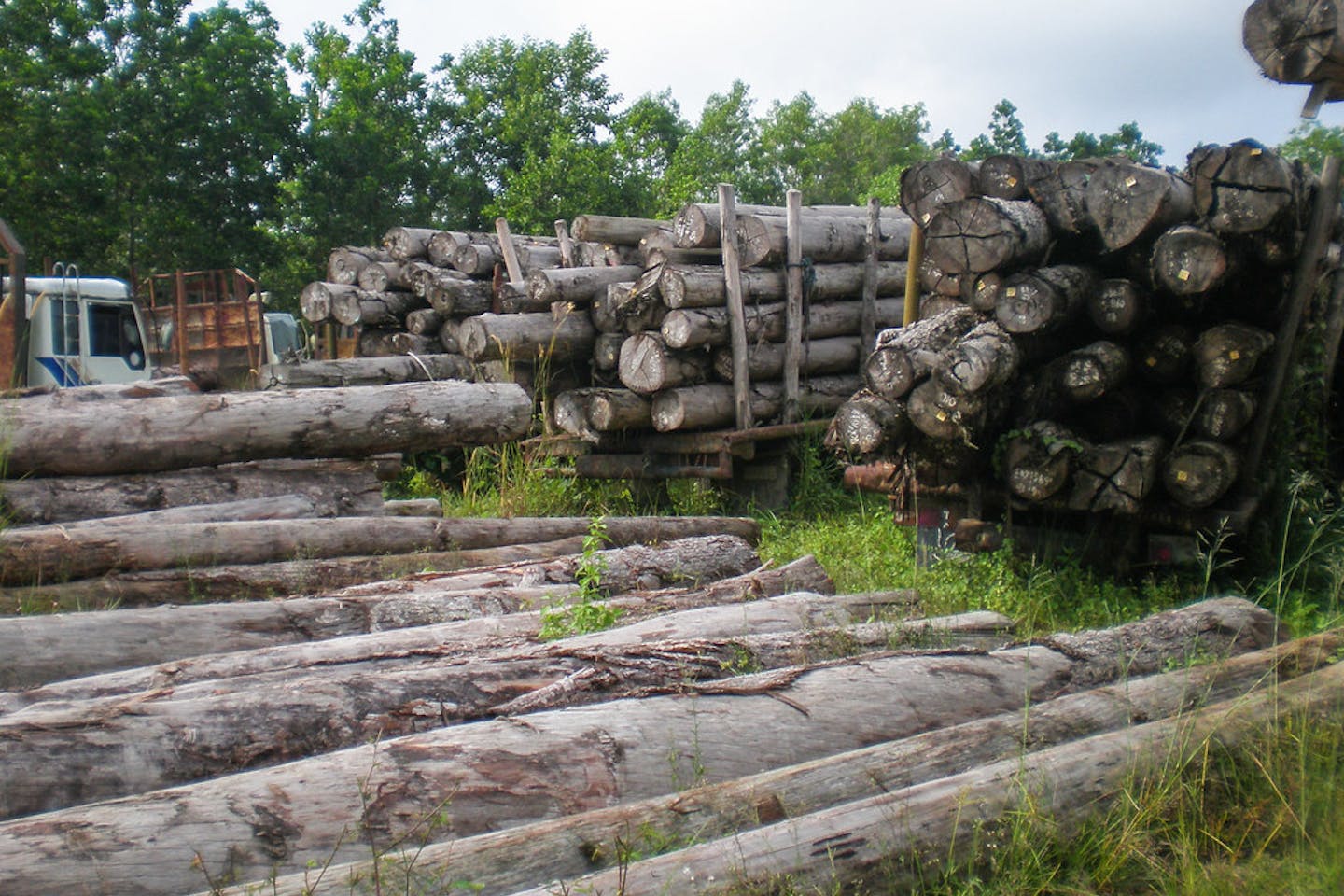 Illegal logs, to be used for pulp and paper Indonesia