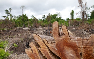 Cleared land in Central Kalimantan, Indonesia