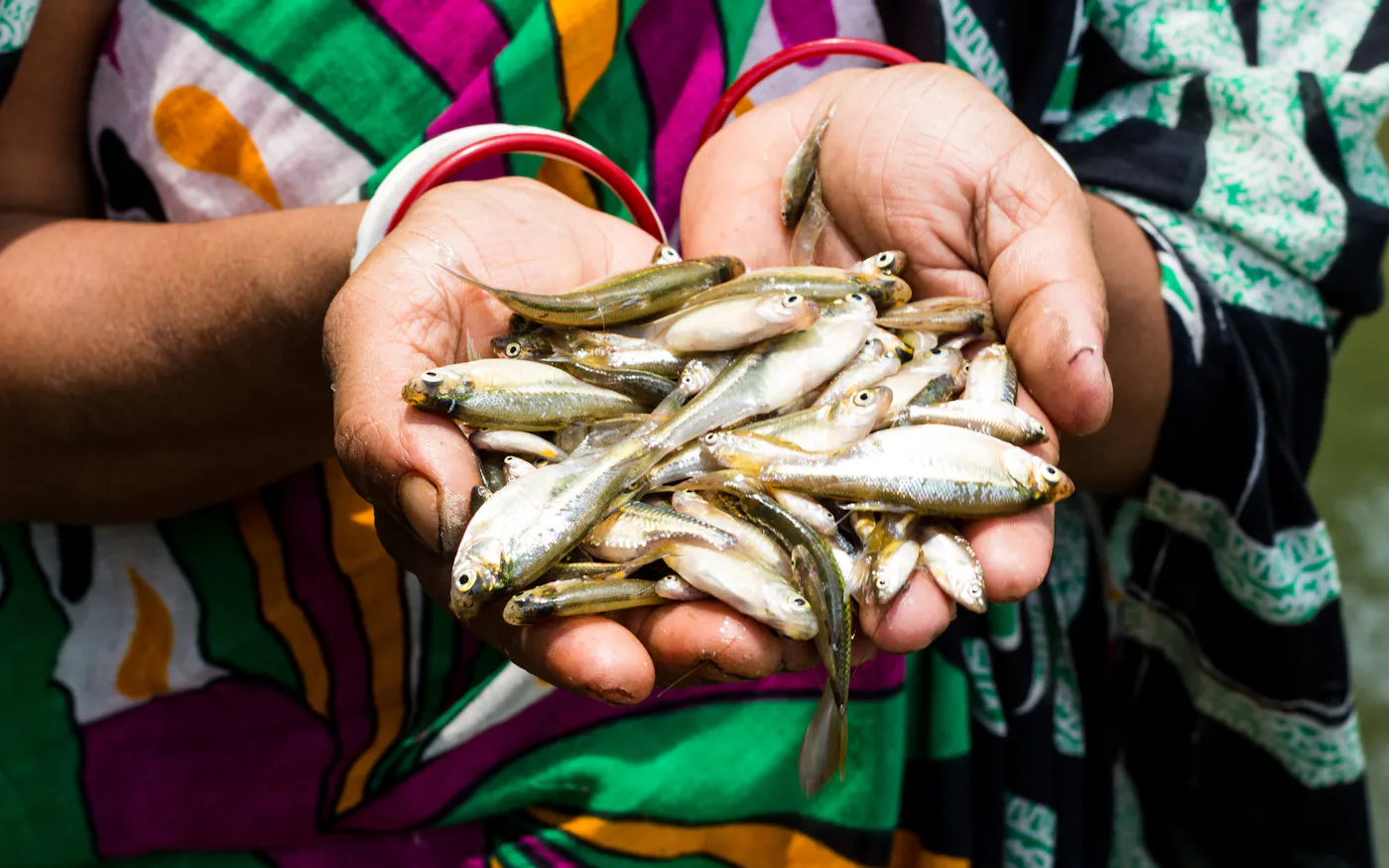 Freshwater fish conservation vital in Bangladesh's bid for food ...