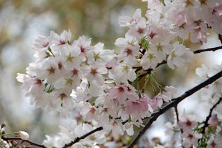 Blossom_Japan