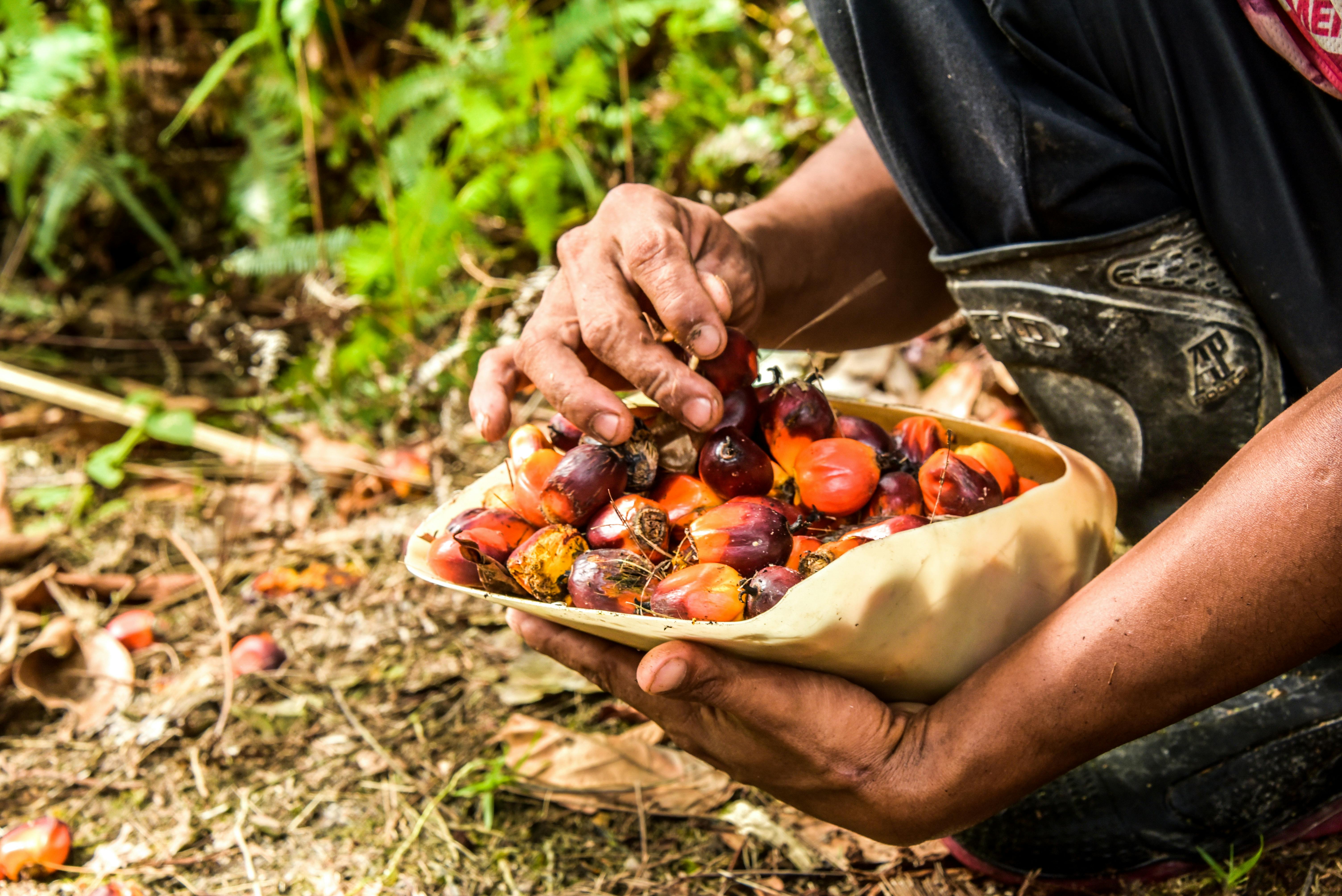 Palm_Oil_RSPO_Indonesia