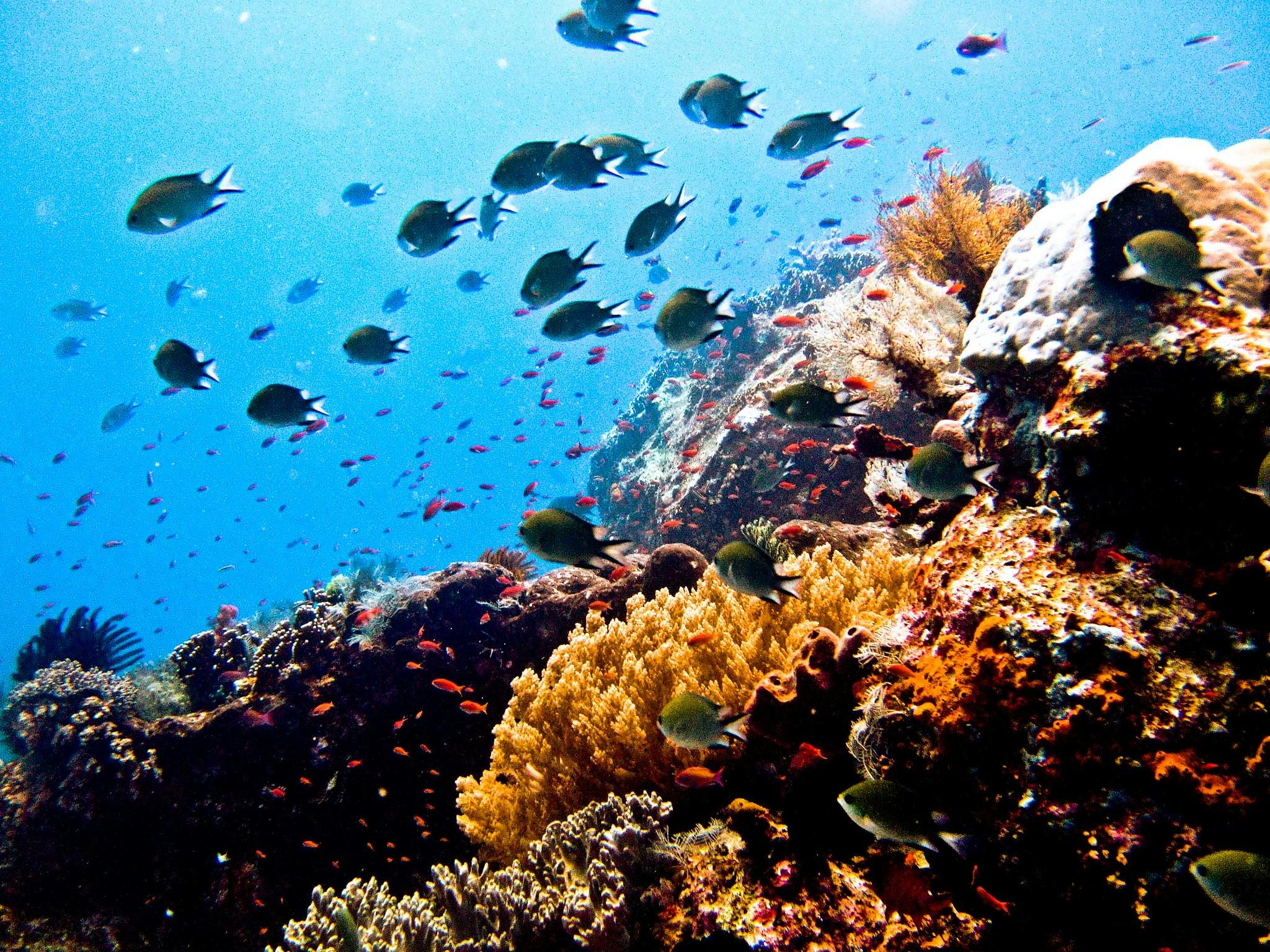 Reef_Indonesida