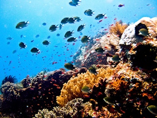 Reef_Indonesida