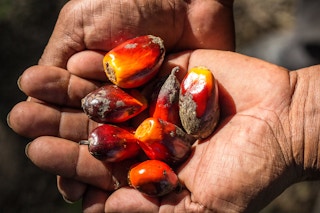 Palm_OIl_Worker_Seed