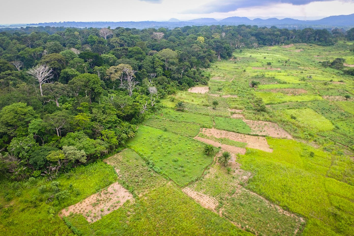transition forest Bokito, Cameroon