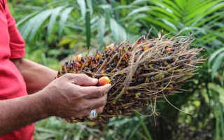 oil palm Riau, Indonesia