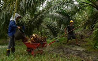 Workers in an oil palm plantation in Papua, Indonesia