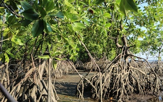 Indonesia mangroves Cifor