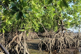 Indonesia mangroves Cifor