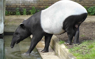 Malayan tapir,