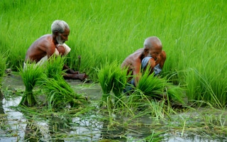 Rice_Farmer_Pakistan
