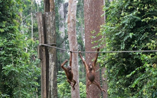 orangutan borneo3