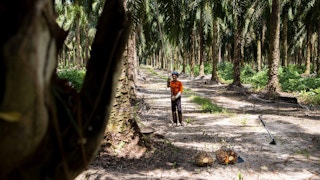 Palm_Oil_Plantation_Worker_Malaysia