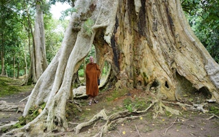 Tree_Jambi_Indonesia